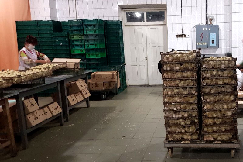 Інкубаційна станція «Вишнева долина» продає добових курчат, бройлерів, індичат, каченят, гусенят