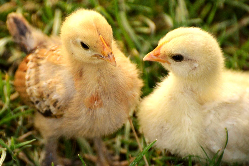 Інкубаційна станція «Вишнева долина» продає добових курчат, бройлерів, індичат, каченят, гусенят