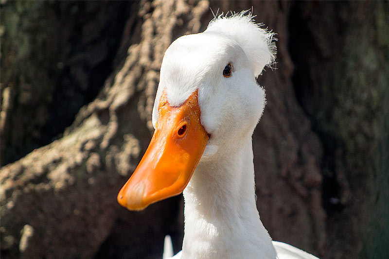Інкубаційна станція «Вишнева долина» продає добових курчат, бройлерів, індичат, каченят, гусенят